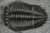 Bug-Eyed Coltraneia Trilobite Fossil - Ofaten, Morocco #355764-1